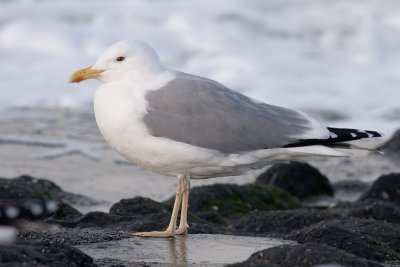 Pontische Meeuw / Caspian Gull