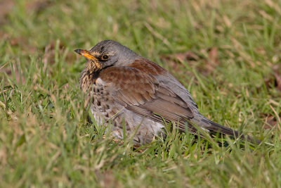 Kramsvogel / Fieldfare