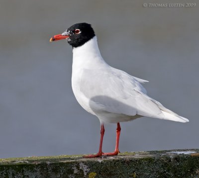 Zwartkopmeeuw (Larus melanocephalus)