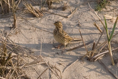 Grauwe Gors / Corn Bunting