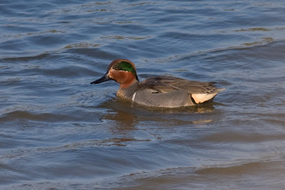 Amerikaanse Wintertaling (Anas carolinensis)