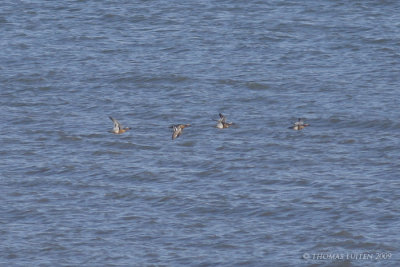 Zomertaling / Garganey