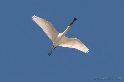 Lepelaar (Platalea leucorodia)