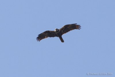 Bruine Kiekendief / Marsh Harrier