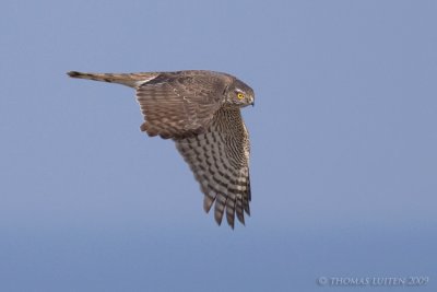 Sperwer / Sparrowhawk