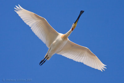 Lepelaar / Spoonbill