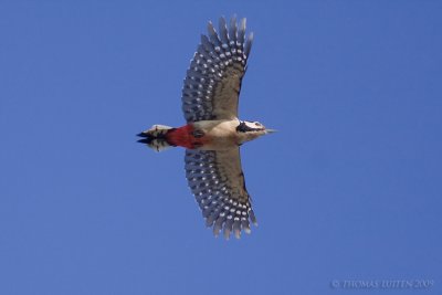 Grote Bonte Specht / Great Spotted Woodpecker