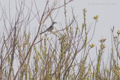 Klapekster / Great Grey Shrike