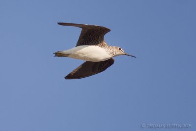 Witgat / Green Sandpiper