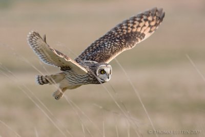 Velduil / Short-eared Owl