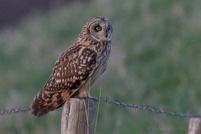 Velduil / Short-eared Owl