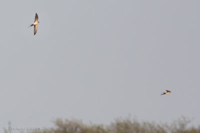 Roodstuitzwaluw / Red-rumped Swallow