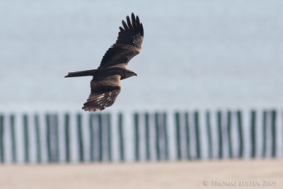 Zwarte Wouw / Black Kite