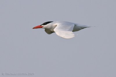 Reuzenstern / Caspian Tern