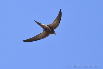 Vale Gierzwaluw / Pallid Swift