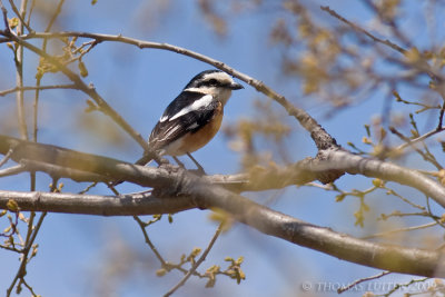 Maskerklauwier (Lanius nubicus)