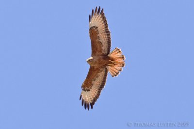 Steppebuizerd / Steppe Buzzard