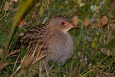 Kwartelkoning / Corn Crake