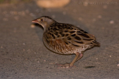 Kwartelkoning / Corn Crake