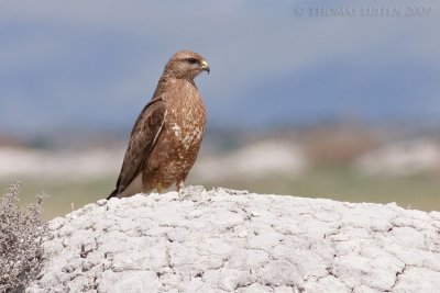 Steppebuizerd / Steppe Buzzard