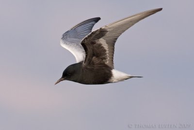 Witvleugelstern / White-winged Black Tern