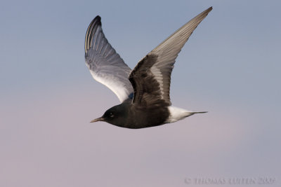 Witvleugelstern / White-winged Black Tern