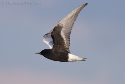 Witvleugelstern / White-winged Black Tern