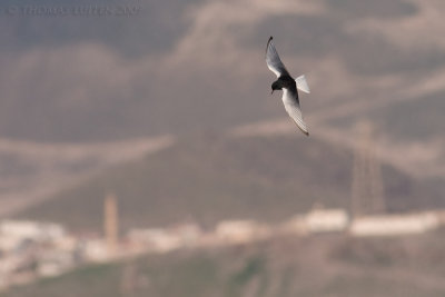 Witvleugelstern / White-winged Black Tern