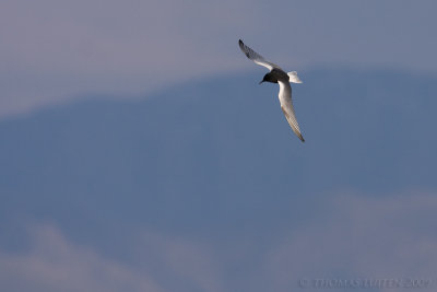 Witvleugelstern / White-winged Black Tern