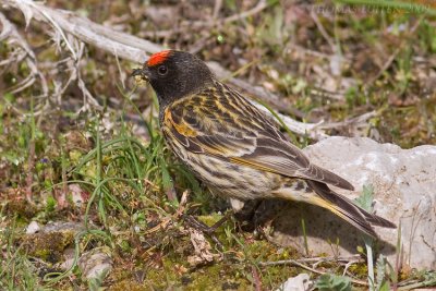 Roodvoorhoofdkanarie (Serinus pusillus)