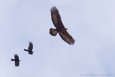 Steenarend (Aquila chrysaetos)