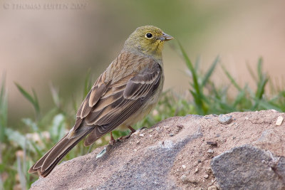 Smyrnagors (Emberiza cineracea)