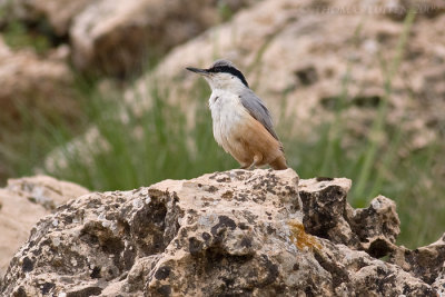 Grote Rotsklever / Eastern Rock Nuthatch