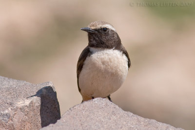 Roodstaarttapuit / Red-tailed Wheatear