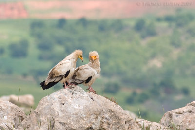 Aasgier / Egyptian Vulture