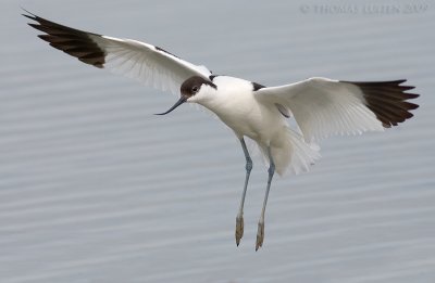 Kluut / Avocet