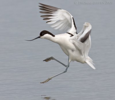 Kluut / Avocet