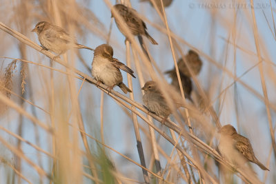 Moabmus / Dead Sea Sparrow
