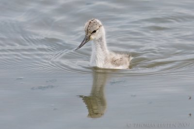 Kluut / Avocet