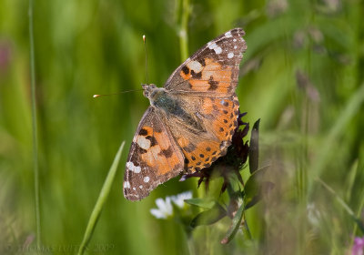 Distelvlinder / Painted Lady