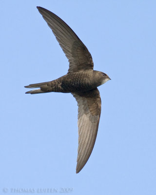 Gierzwaluw / Common Swift