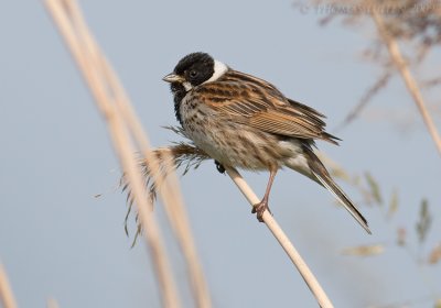 Rietgors / Reed Bunting