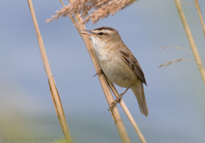 Rietzanger / Sedge Warbler
