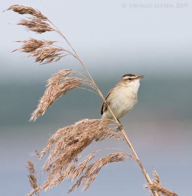 Rietzanger / Sedge Warbler