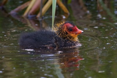 Meerkoet / Coot