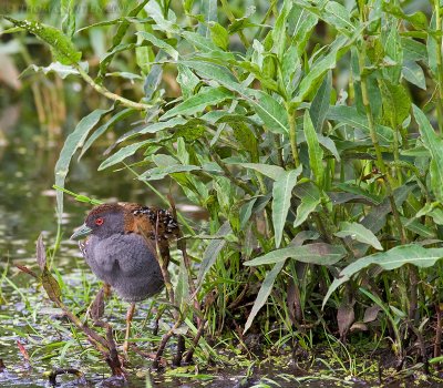 Kleinst Waterhoen / Baillon's Crake