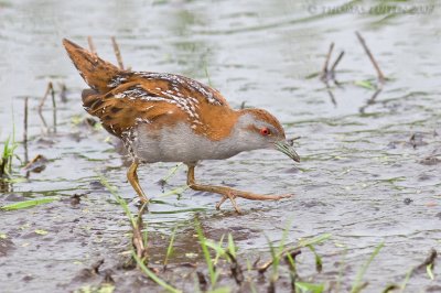 Kleinst Waterhoen / Baillon's Crake