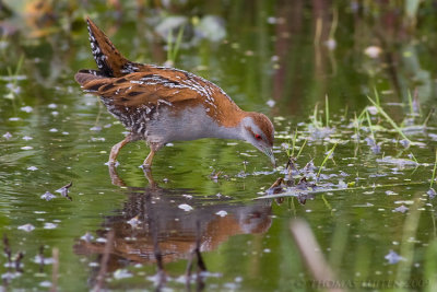 Kleinst Waterhoen / Baillon's Crake