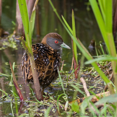 Kleinst Waterhoen / Baillon's Crake