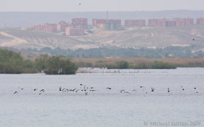 Witvleugelstern / White-winged Black Tern